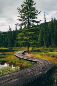 Pine trees in forest against sky