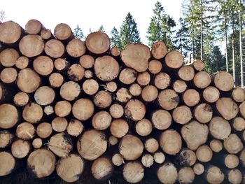 Stack of logs