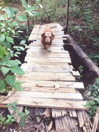 Dog on boardwalk