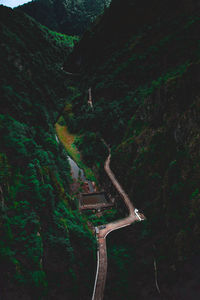 Road amidst trees in forest