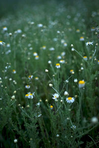 Close-up of flowering plant on field