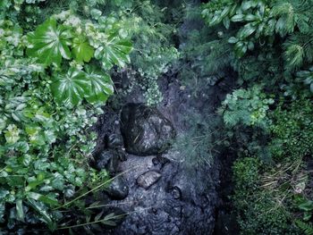 Close-up of lizard on tree