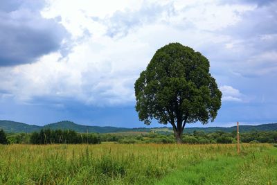 Tree on field against sky