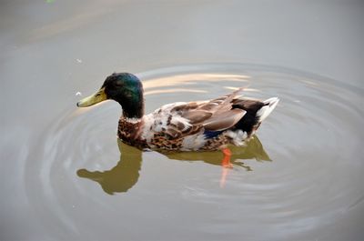 High angle view of duck swimming in lake