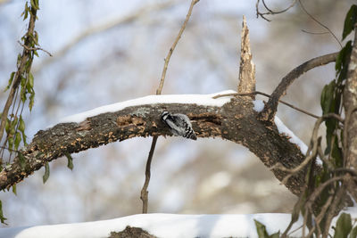 Close-up of bird perching on branch