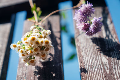 Close-up of flower