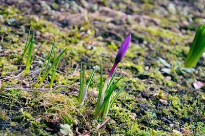 Close-up of plants growing on field