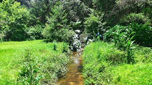 Low angle view of trees against sky