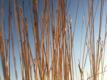 Low angle view of grass against sky