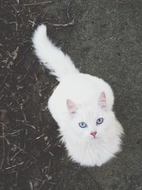 High angle portrait of cat