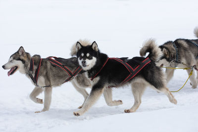 View of dogs on snow covered landscape