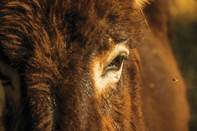 Close-up of eye of donkey and fly in a sunny day on farmstead near elvas, in portugal.