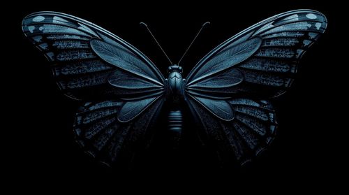 butterfly