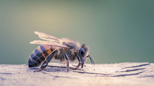 Close-up of bee on tree