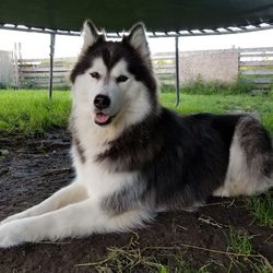 Close-up of dog on grass