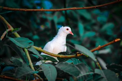 Close-up of bird perching on branch