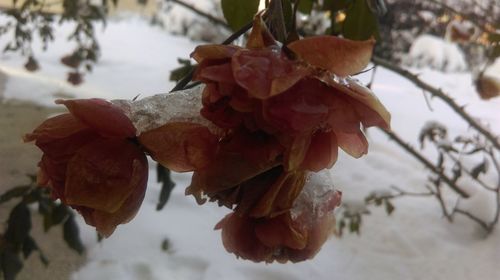 Close-up of frozen leaves