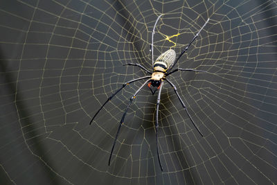 Close-up of spider web