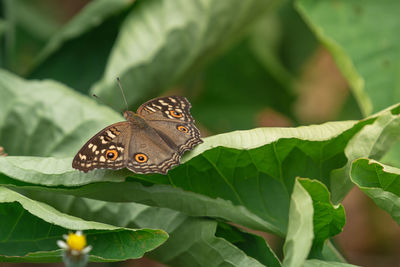 Close-up of butterfly pollinating on leaves