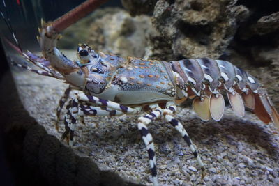 Close-up of crab in sea