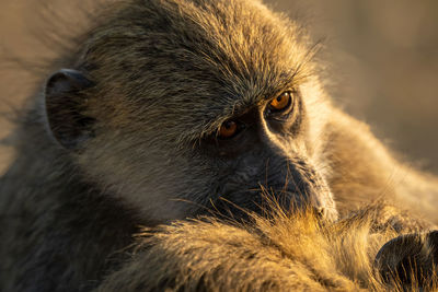 Close-up of chacma baboon sitting grooming another