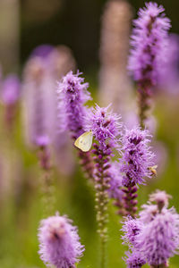 Close-up of purple flowering plant