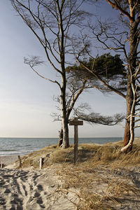 Bare tree on beach against sky