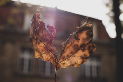 Close-up of dried maple leaves