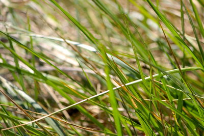 Close-up of grass on field