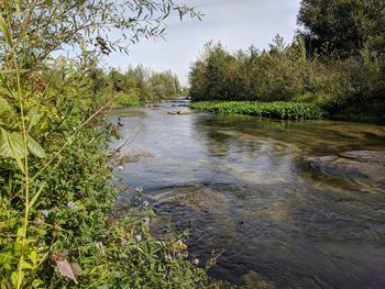 Scenic view of river amidst trees in forest against sky