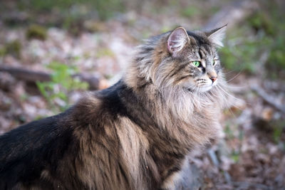 Free living norwegian forest cat in wilderness