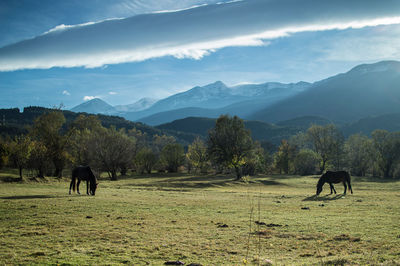 Horses on field by mountains against sky
