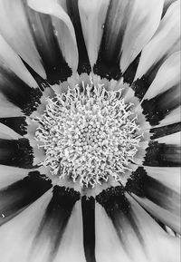 Close-up of flower blooming outdoors