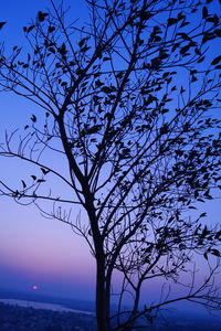 Low angle view of bare tree against clear blue sky