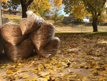 Fallen leaves on field in park during autumn