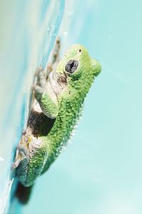 Close-up of lizard on water