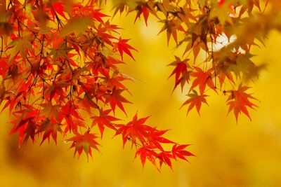 Close-up of maple tree during autumn