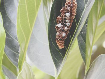 Close-up of snake on plant