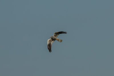 Low angle view of eagle flying in sky