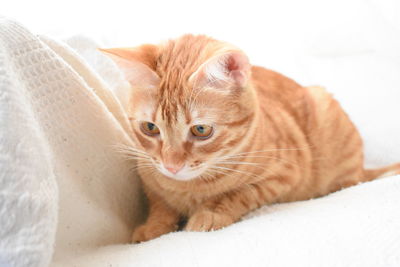 Close-up of a cat looking away