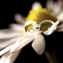 Close-up of water drops on white daisy against black background