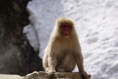 Monkey sitting on rock