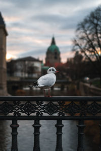 Seagull perching on railing against building