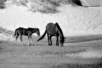 Horses standing in a field