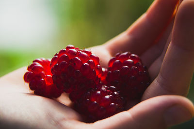 A handful of red blackberries in a woman's hand.