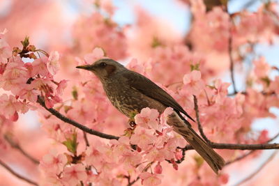 Close-up of bird perching on cherry blossom