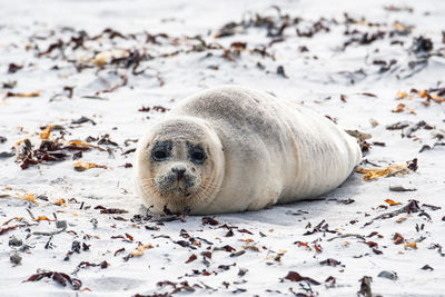 View of seal on beach