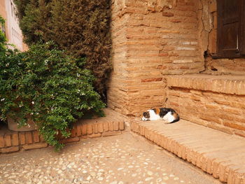 Cat lying on footpath in spain