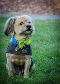 Dog relaxing on grassy field