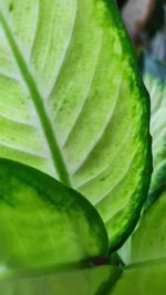 Close-up of fresh green leaf